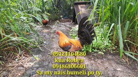 magandang manok panabong